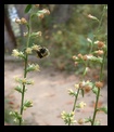 Bee and Flowers