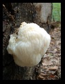 Fungus?
