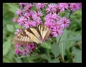 Butterfly and purple flowers