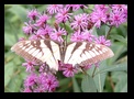 Butterfly and purple flowers