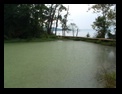 Green pond overlloking bay