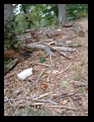 garbage washed up by floods I think