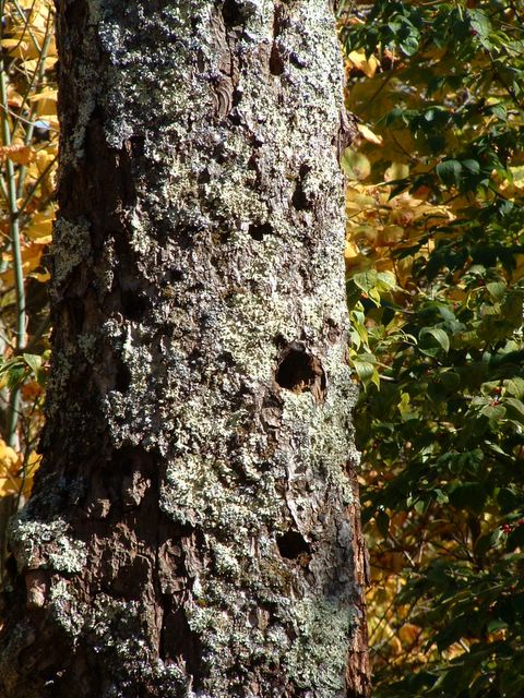 Tree, Hawksbill Gap Trail, Shenandoah National Park