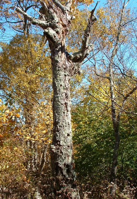 Tree, Hawksbill Gap Trail, Shenandoah National Park