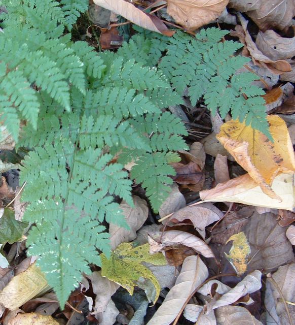 Ferns and leaves, Hawksbill Gap Trail, Shenandoah National Park