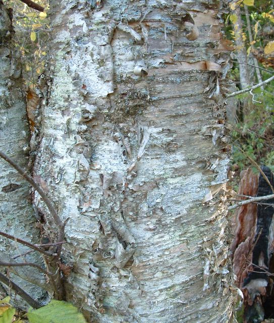 Tree bark, Shenandoah National Park
