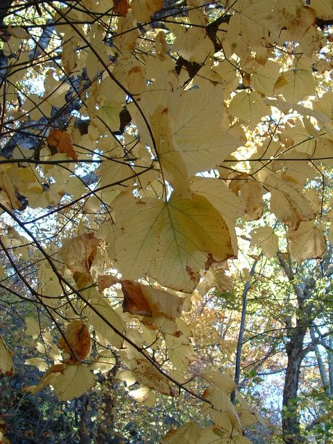 Leaves, Hawksbill Gap Trail