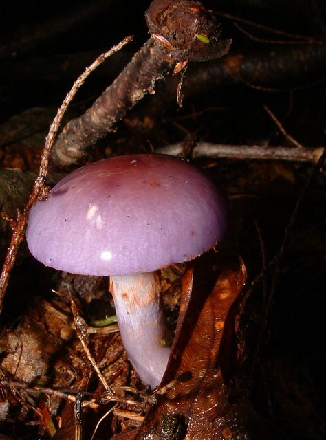 photo purple mushroom along the Appalachian Trail