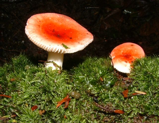 photo of an orange Russula mushroom along the Appalachian Trail