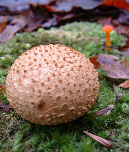 photo of an mushrooms along the Appalachian Trail