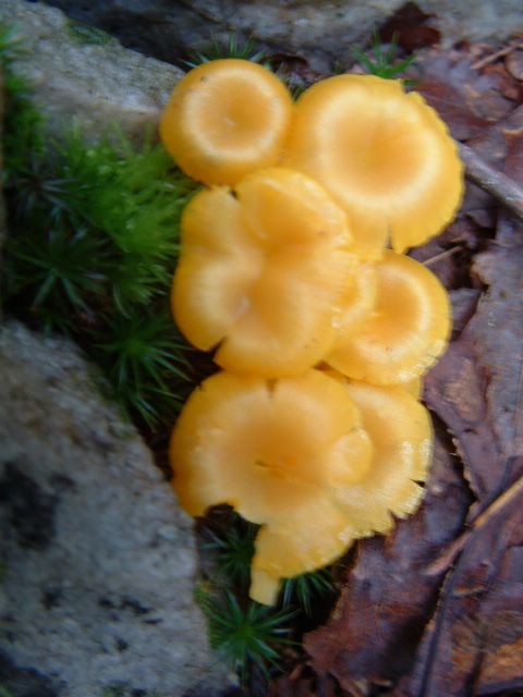 photo of orange mushrooms along the Appalachian Trail