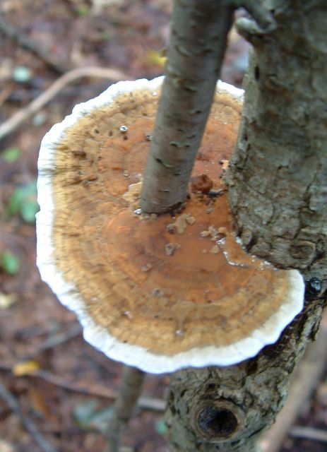 photo of fungus on growing on tree