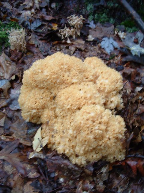 photo of fungus