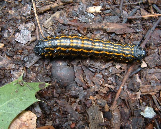 photo of centipede? on the Appalachian Trail, Pennsylvania