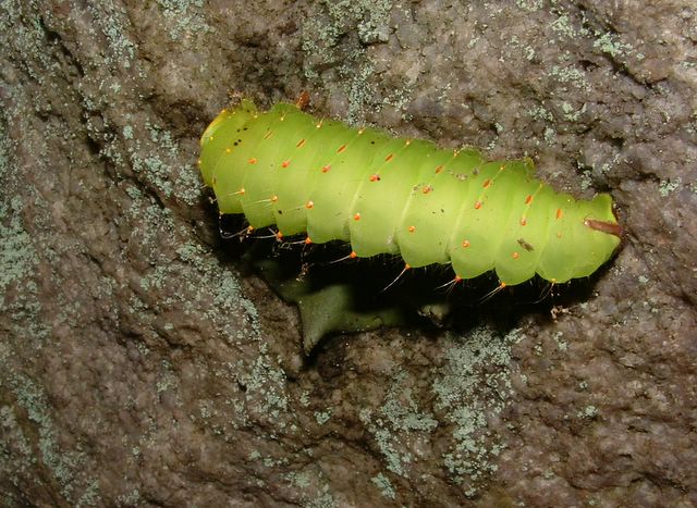 photo of neon green bug on rock on the Appalachian Trail, PA, USA
