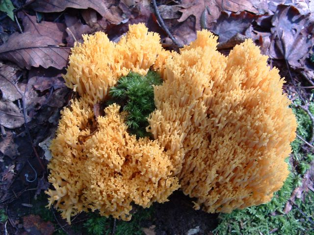 photo of fungus on the Appalachian Trail, PA, USA