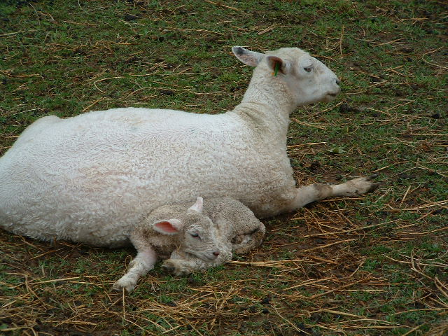 picture of Sheep, Shaker Village of Pleasant Hill, Kentucky