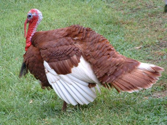 picture of a turkey, Shaker Village of Pleasant Hill, Kentucky