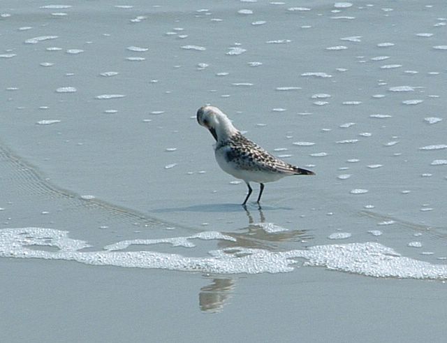 Sea Bird, Huntington Beach State Park