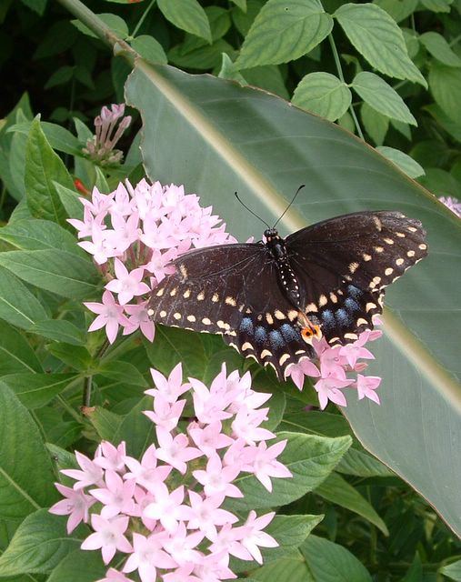 butterfly, Cypress Gardens