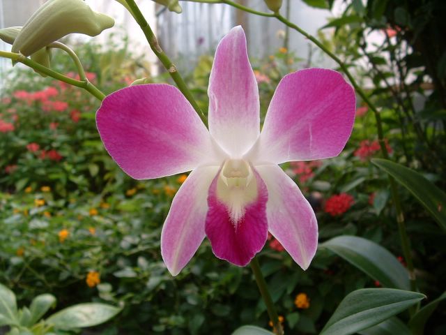photo of an orchid at Cypress Gardens