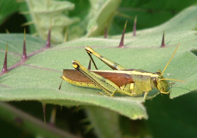 photo of a grasshopper at Cypress Gardens