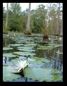 Cypress Gardens, SC