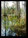 Cypress Gardens, SC