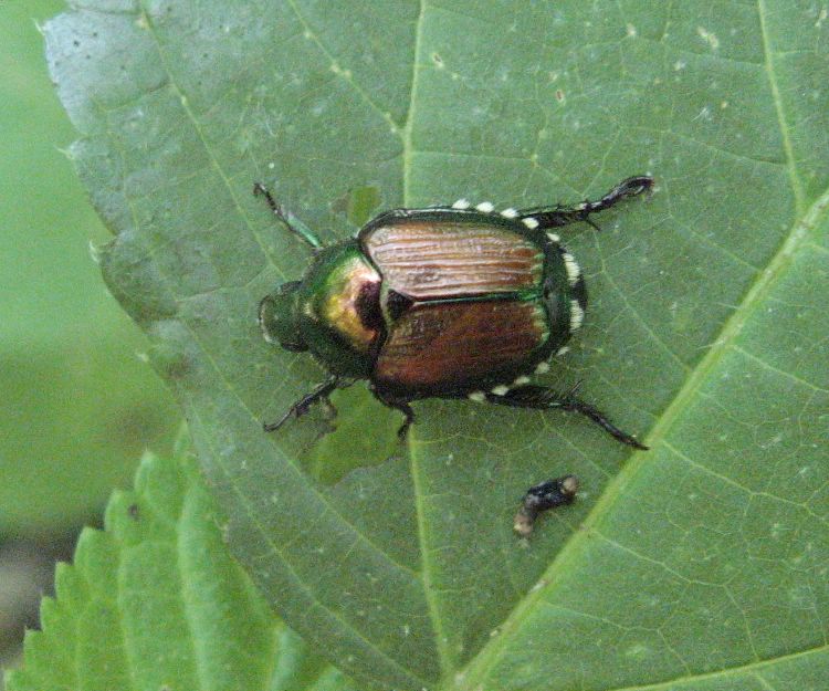 Japanese bettle - Clifton Gorge State Nature Preserve
