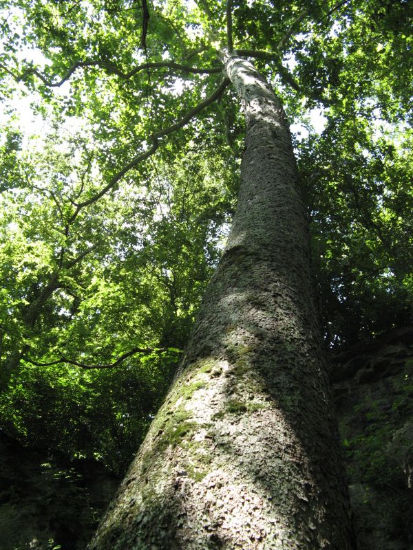 tree - Clifton Gorge State Nature Preserve