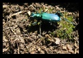 Green Beetle - Clifton Gorge State Nature Preserve