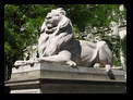 New York Public Library Lion